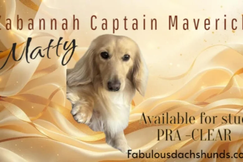 Dachshund (Miniature Long Haired)