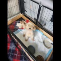 Miniature Poodle