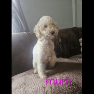 Miniature Poodle