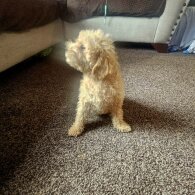 Miniature Poodle