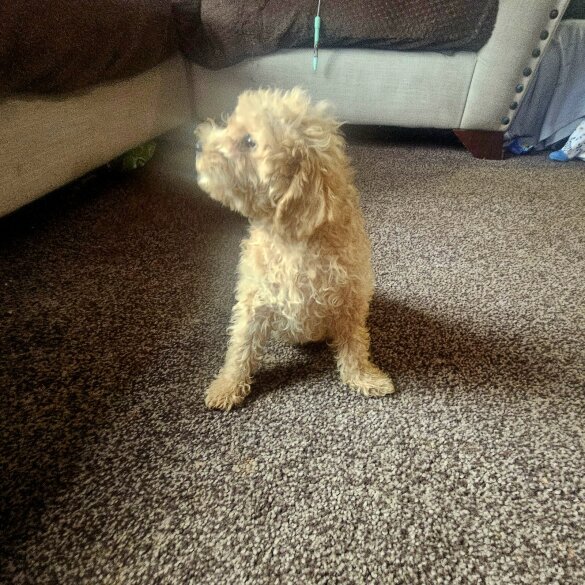 Miniature Poodle