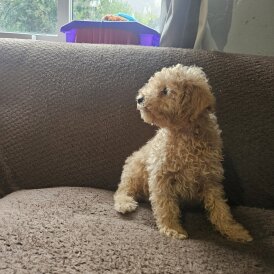 Miniature Poodle