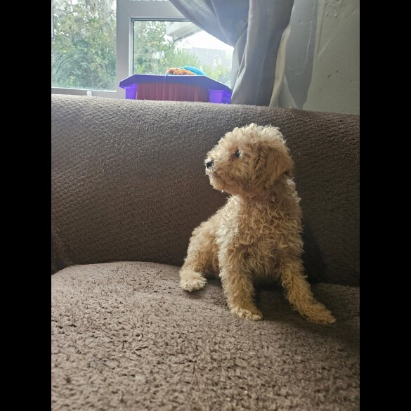Miniature Poodle
