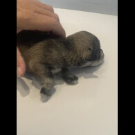 Miniature Schnauzer - Both