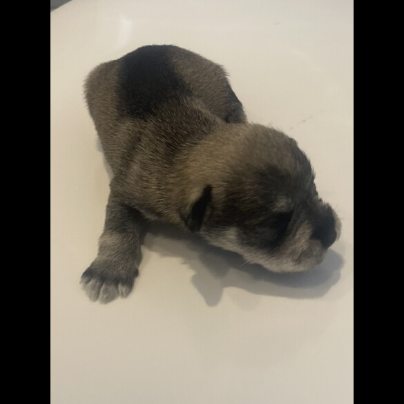 Miniature Schnauzer - Both