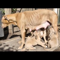 Mixed Breed - Both