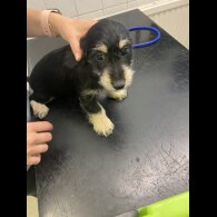 Mixed Breed - Both