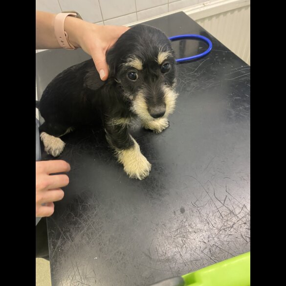Mixed Breed - Both