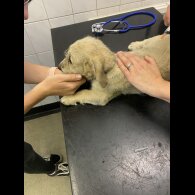 Mixed Breed - Both