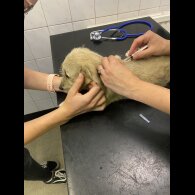 Mixed Breed - Both