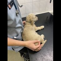 Mixed Breed - Both