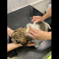 Mixed Breed - Both