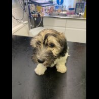 Mixed Breed - Both