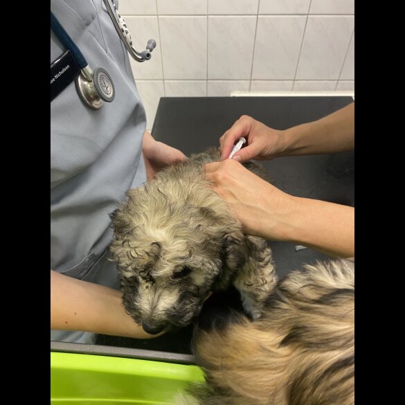 Mixed Breed - Both