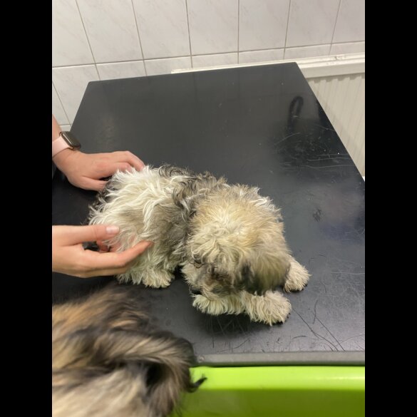 Mixed Breed - Both