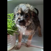 Mixed Breed - Both