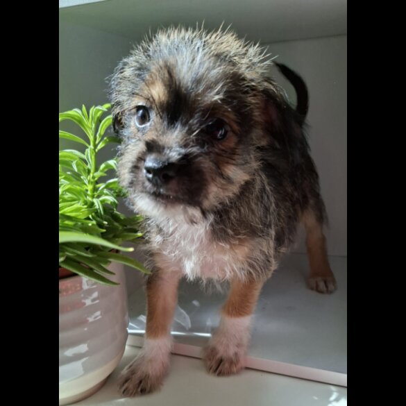 Mixed Breed - Both