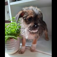 Mixed Breed - Both