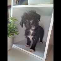 Mixed Breed - Both