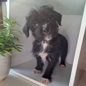 Mixed Breed - Both
