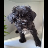 Mixed Breed - Both