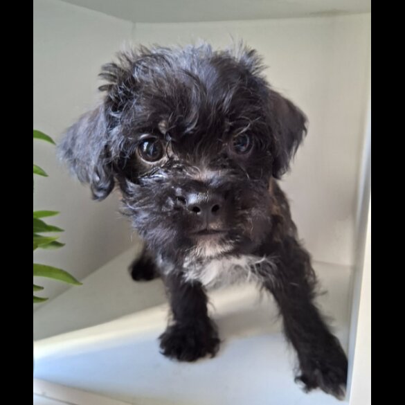Mixed Breed - Both