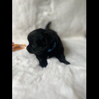 Mixed Breed - Both
