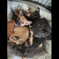 Mixed Breed - Bitches