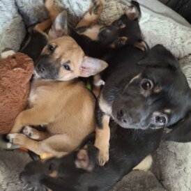 Mixed Breed - Bitches