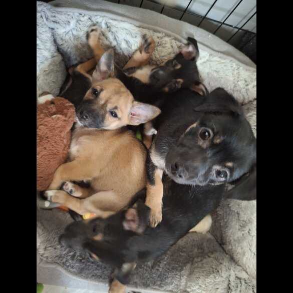 Mixed Breed - Bitches