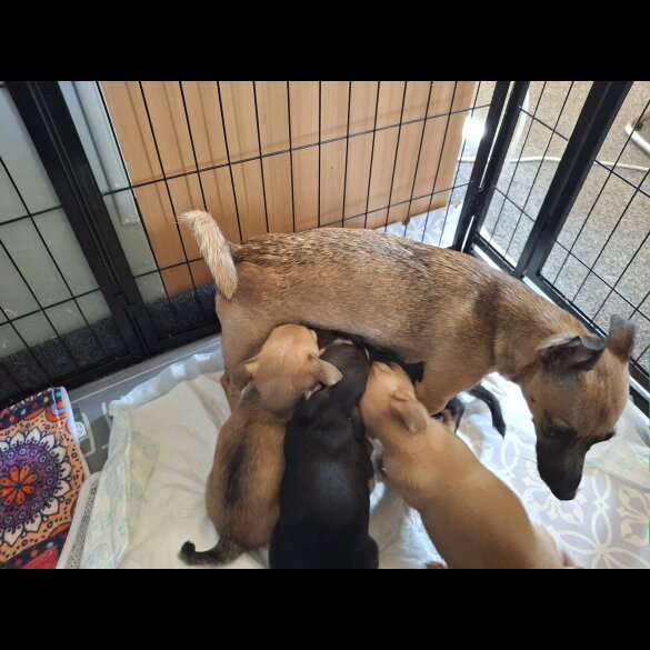 Mixed Breed - Bitches