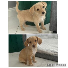 Mixed Breed - Both