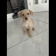 Mixed Breed - Both
