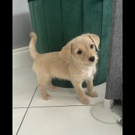 Mixed Breed - Both