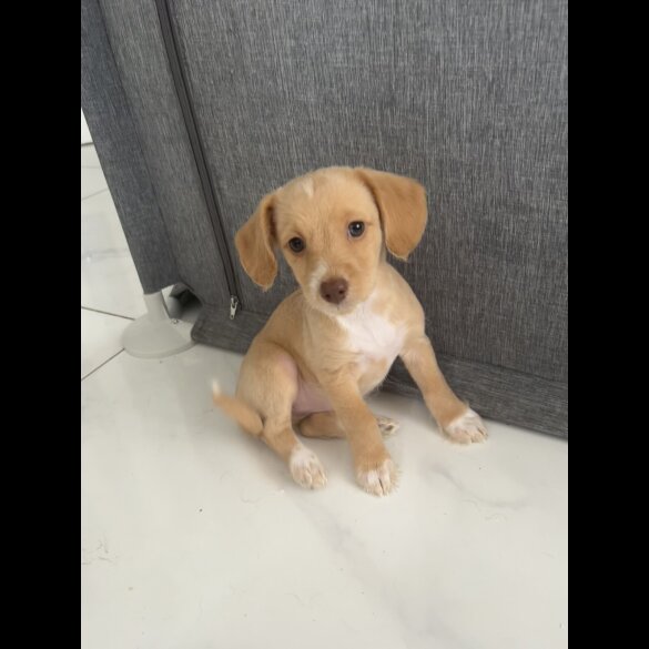 Mixed Breed - Both