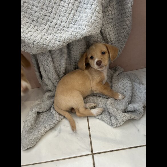 Mixed Breed - Both