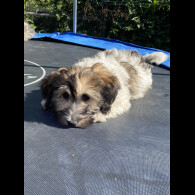 Mixed Breed - Both