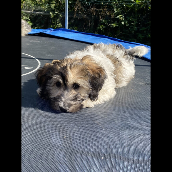 Mixed Breed - Both