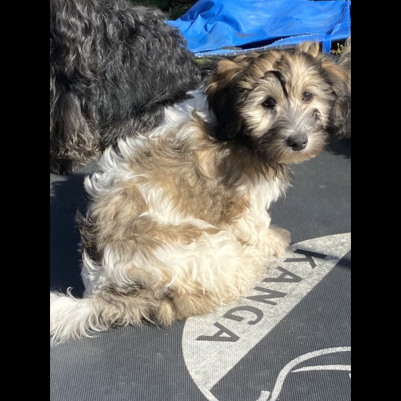 Mixed Breed - Both