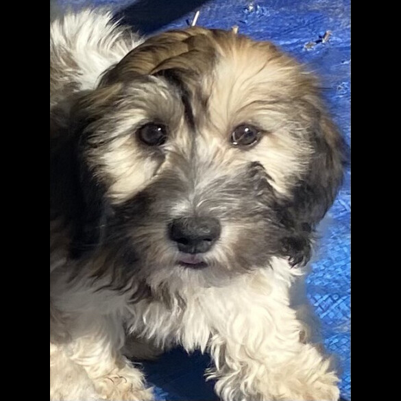 Mixed Breed - Both