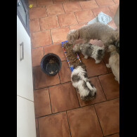 Mixed Breed - Both
