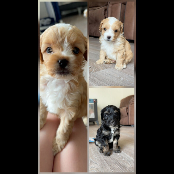 Mixed Breed - Dogs