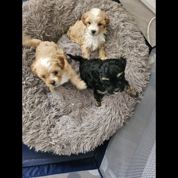 Mixed Breed - Dogs