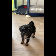 Mixed Breed - Dogs