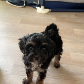 Mixed Breed - Dogs