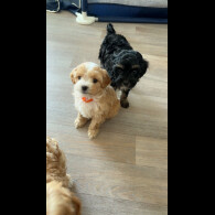 Mixed Breed - Dogs