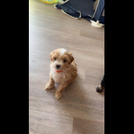 Mixed Breed - Dogs