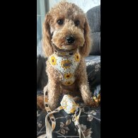 Mixed Breed