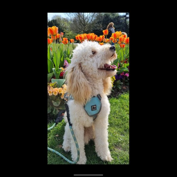 Mixed Breed