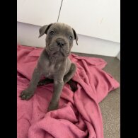 Mixed Breed